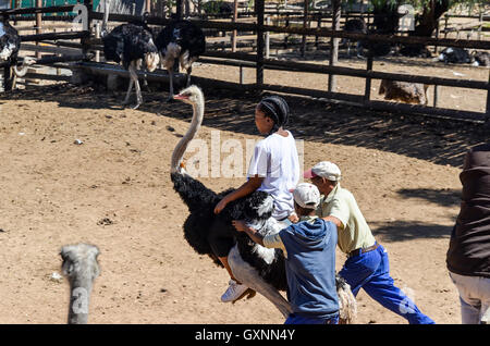 Sud ragazza africana cavalcare uno struzzo in uno struzzo agriturismo vicino a Oudtshoorn, Sud Africa Foto Stock