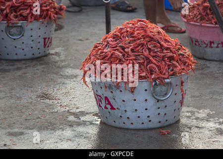 Gamberi giganti in vendita presso Neendakara porto di pescatori, Quilon, Kerala, India, Asia Porto, porto indiano, industria di pesca Foto Stock