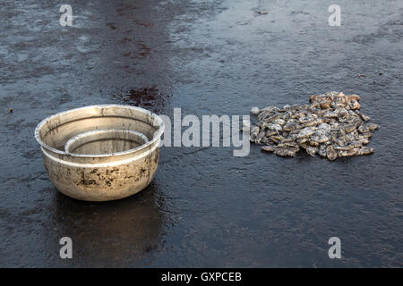Calamari in vendita presso asian mercato del pesce,Neendakara,Quilon,Kerala, India Foto Stock