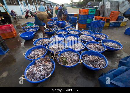 Solo il pesce in vendita presso Neendakara porto di pescatori,Quilon, Kerala, India, Porto asiatici, indiani del porto di pesca di pesce fresco. Foto Stock