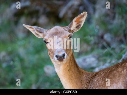 Ritratto di giovane doe - Austria - Alti Tauri - parco Assling - Animali - LA FAUNA SELVATICA Foto Stock