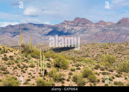 Il Salto di Apache formazione al di là del Saguaro cactus e altre forme di deserto Sonoran vegetazione. Tonto National Forest, Arizona Foto Stock