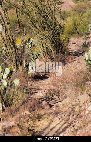 La Arizona Trail conduce in Whitford Canyon nel sud del Superstition Mountains. Tonto National Forest, Arizona Foto Stock