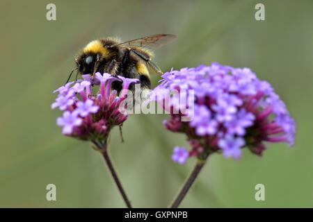 Ape su fiore di verbena Foto Stock