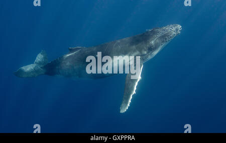 Balene Humpback underwater in Vava'u Tonga Foto Stock