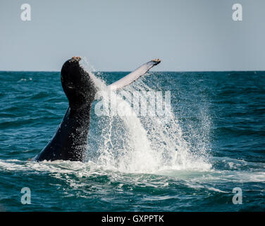 Humpback Whale tail slapping durante la migrazione annuale verso nord lungo la costa orientale del Sud Africa. Foto Stock