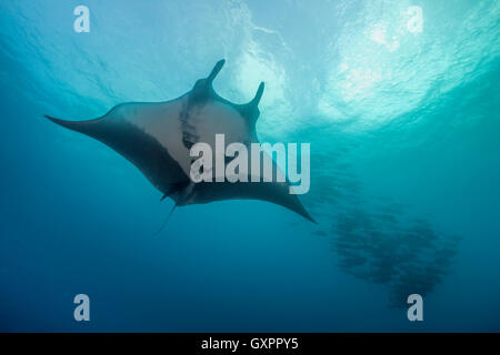 Manta Ray in blu acqua a Socorro Revillagigedo Islands Messico. Foto Stock