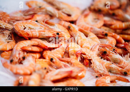 Close up gamberetti freschi sul display su ghiaccio sul mercato dei pescatori Store Shop. Gamberetti - Una parte importante della cucina spagnola. Foto Stock