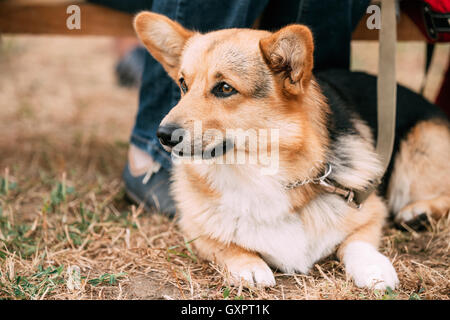 Close up ritratto di Giovane Welsh Corgi cane in erba secca all'aperto. Il Welsh Corgi è un piccolo Tipo di pastorizia cane che ha originato Foto Stock