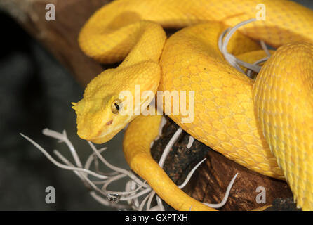 Tintura ciglia viper (Bothriechis schlegelii) appeso a un albero, captive (nativi di America Centrale e America del Sud) Foto Stock