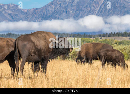 I bisonti americani (Bison bison) pascolando nella highland prairie, Grand Teton National Park, Wyoming USA Foto Stock