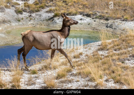 American elk (Cervus canadensis) femmina nei pressi di una sorgente termale, il Parco Nazionale di Yellowstone, Wyoming USA Foto Stock