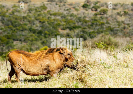 Scavando in erba - Phacochoerus africanus - Il comune warthog è una wild membro della famiglia di maiale trovati nella prateria, savann Foto Stock