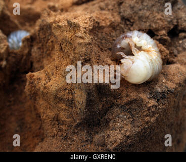 Big larva di maggio-bug in sterco Foto Stock