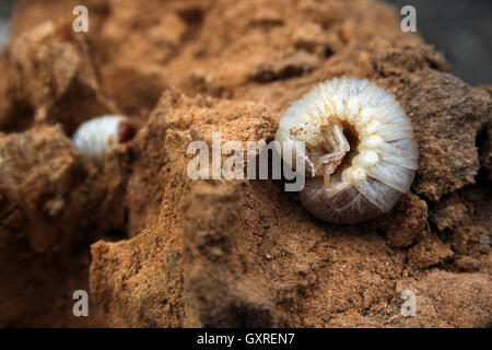 Big larva di maggio-bug in sterco Foto Stock