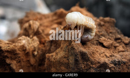 Big larva di maggio-bug in sterco Foto Stock