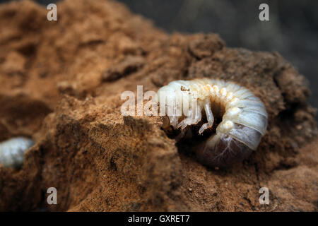 Big larva di maggio-bug in sterco Foto Stock