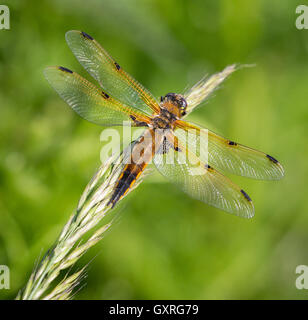 Quattro punti Chaser dragonfly Libellula quadrimaculata appoggiata sull'erba glume nei livelli di Somerset REGNO UNITO Foto Stock