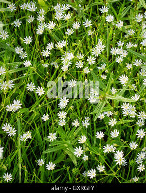 Lesser Stitchwort Stellaria graminea crescente tra l'erba in Somerset REGNO UNITO Foto Stock