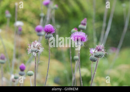 Cirsium tuberosum. Thistle tuberosa Foto Stock