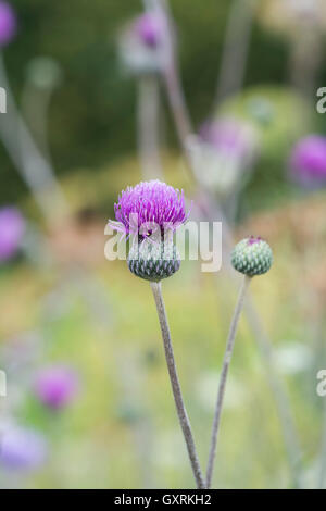 Cirsium tuberosum. Thistle tuberosa Foto Stock