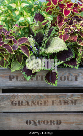 Solenostemon. Piante Coleus in una cassa di legno Foto Stock
