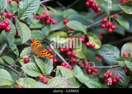 Polygonia c-album. Virgola butterfly sui ritardi di cotoneaster arbusto con bacche rosse in un giardino inglese Foto Stock