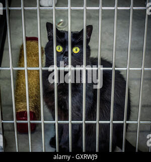Gatto randagio al centro di salvataggio dietro le sbarre in attesa di un nuovo proprietario Foto Stock