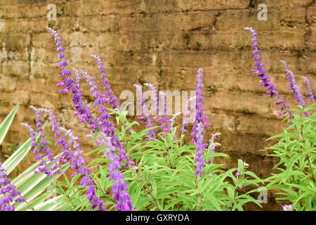 Le gocce di pioggia sul tappeto erboso di giglio di altezza in piedi di fronte a un muro di mattoni a Bok Tower Gardens pietra miliare storica nazionale nel lago di balene, Florida, Stati Uniti. Foto Stock