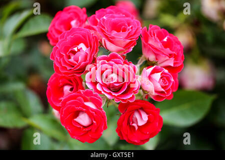 Il rosso e il Rosa Rose in un giardino. Foto Stock