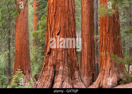 Corso di laurea e Tre Grazie alberi di sequoia in Mariposa Grove, Yosemite National Park, Stati Uniti d'America. Molla (Giugno) 2015. Foto Stock