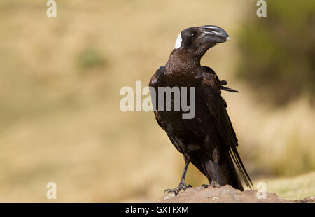 Thick-fatturati Corvo Imperiale (Corvus crassirostris) arroccata su una roccia Foto Stock