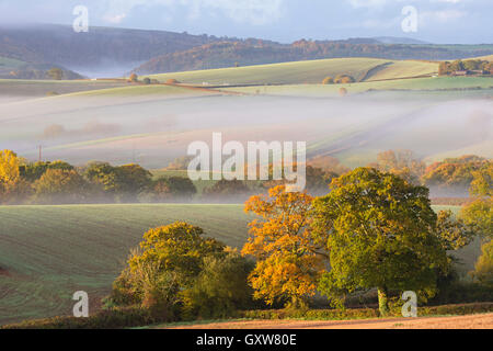 Nebbia copriva rolling farmland, vicino Cheriton Bishop, Devon, Inghilterra. In autunno (ottobre) 2015. Foto Stock