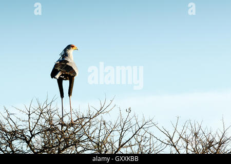 Il secretarybird o segretario uccello è un molto grandi, perlopiù terrestrial rapace. Endemica in Africa, è di solito si trova in Foto Stock