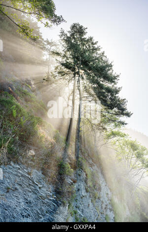 Il sole splende attraverso gli alberi su perso costa della California. Foto Stock