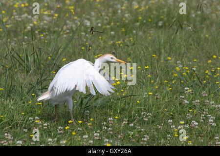 Airone guardabuoi (Bubulcus ibis) cattura di insetti Foto Stock