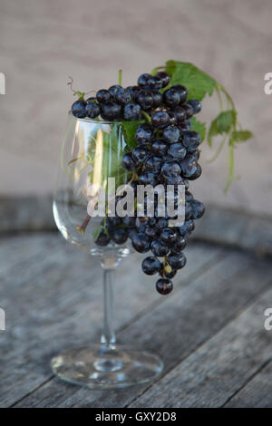Un mazzo di uve Concord Merlot in un'azienda vinicola, Arizona, in una botte di vino Foto Stock