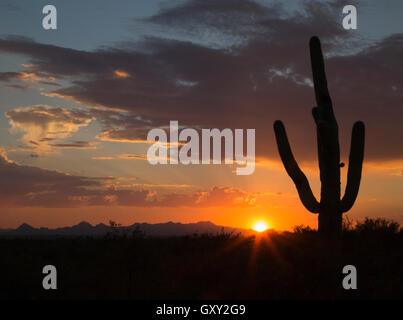 Sagoma del cactus di Saguaro (Carnegiea gigantea) nel deserto al tramonto, Arizona Foto Stock