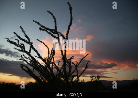 Ocotillo (Fouqueria splendens) nel Parco Nazionale di Saguaro al tramonto Foto Stock