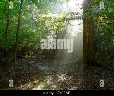 Raggi di sole che splende attraverso gli alberi su un sentiero escursionistico, in tarda mattinata. Foto Stock