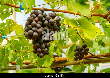 I grappoli di Marroo Seedless uva sulla vite in vigna Foto Stock