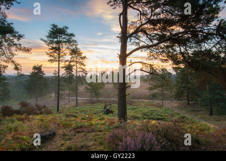 La mattina presto vista a Frensham lampeggia nel Surrey, Inghilterra Foto Stock