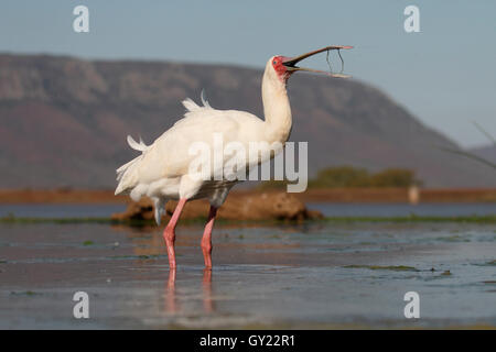 Platalea alba, platalea alba, singolo uccello in acqua, Sud Africa, Agosto 2016 Foto Stock