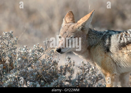 Nero-backed jackal, Canis mesomelas, unico mammifero, Sud Africa, Agosto 2016 Foto Stock