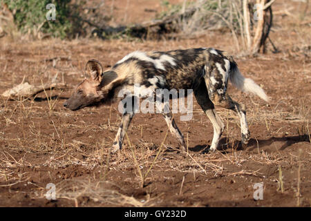 Capo africano cane da caccia, Lycaon pictus, unico mammifero, Sud Africa, Agosto 2016 Foto Stock