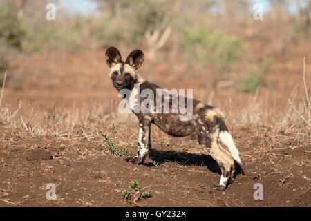 Capo africano cane da caccia, Lycaon pictus, unico mammifero, Sud Africa, Agosto 2016 Foto Stock