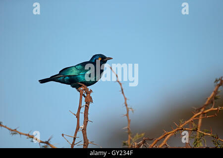 Cape-glossy starling, Lamprotornis nitens, singolo uccello sul ramo, Sud Africa, Agosto 2016 Foto Stock