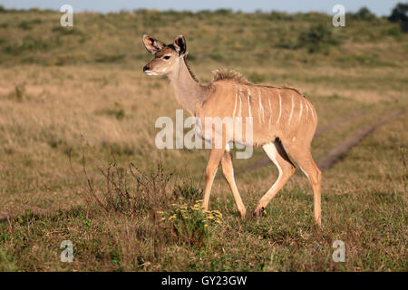 Maggiore kudu, Tragelaphus strepsiceros, unica donna, Sud Africa, Agosto 2016 Foto Stock