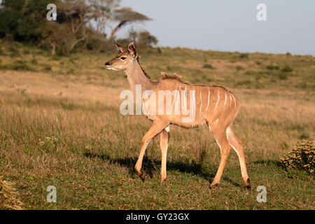 Maggiore kudu, Tragelaphus strepsiceros, unica donna, Sud Africa, Agosto 2016 Foto Stock