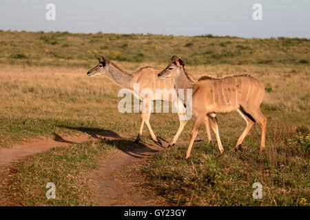 Maggiore kudu, Tragelaphus strepsiceros, due femmine, Sud Africa, Agosto 2016 Foto Stock